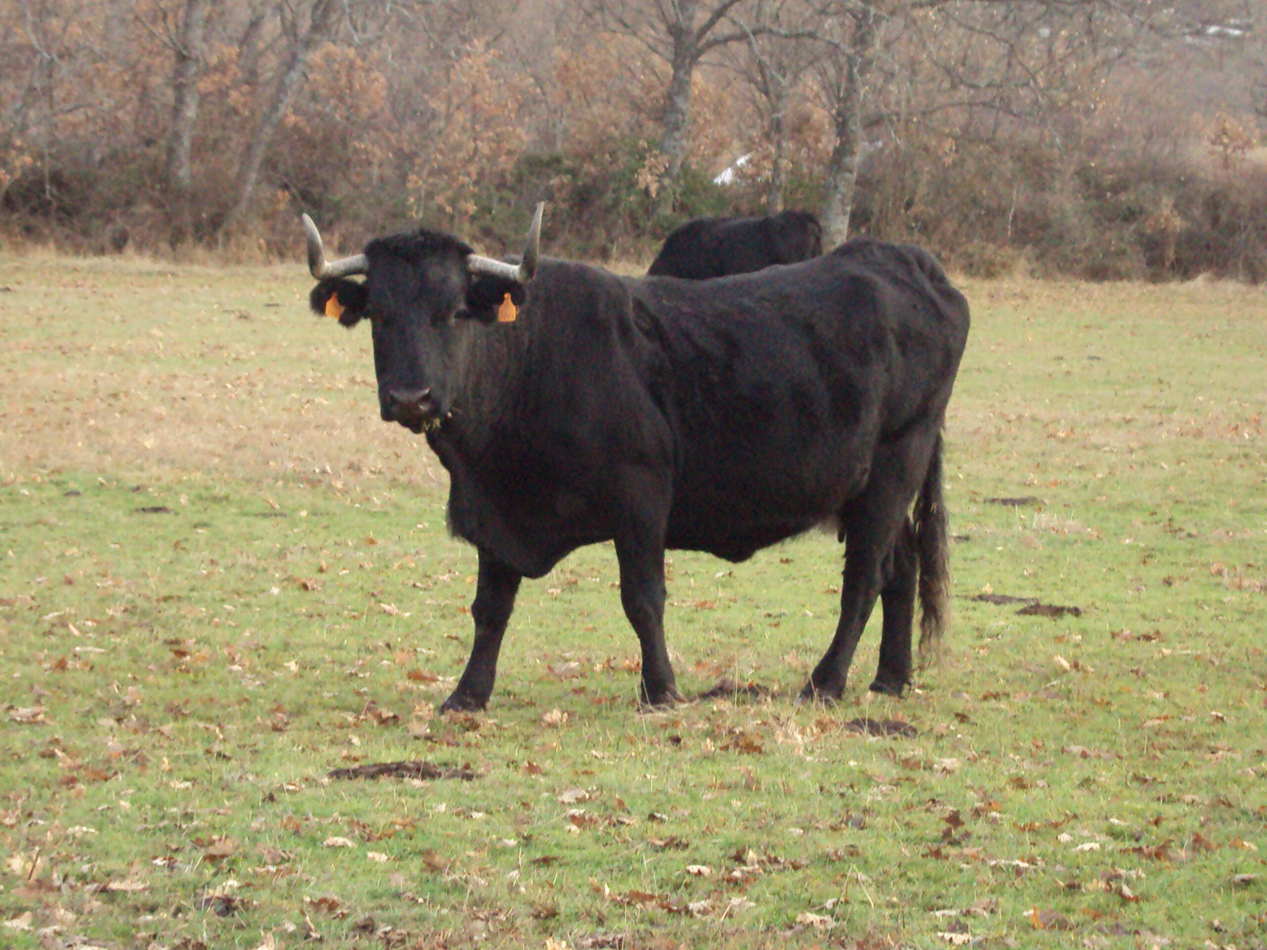 vaca avileña