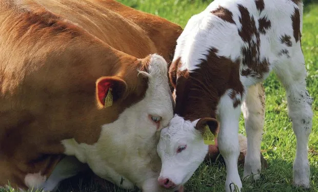 vaca con ternero