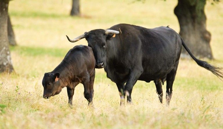 vaca y ternero