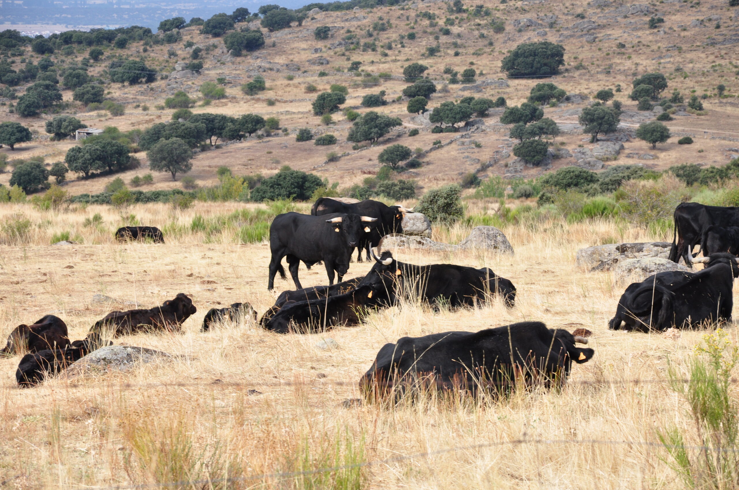 vacas avileñas 2