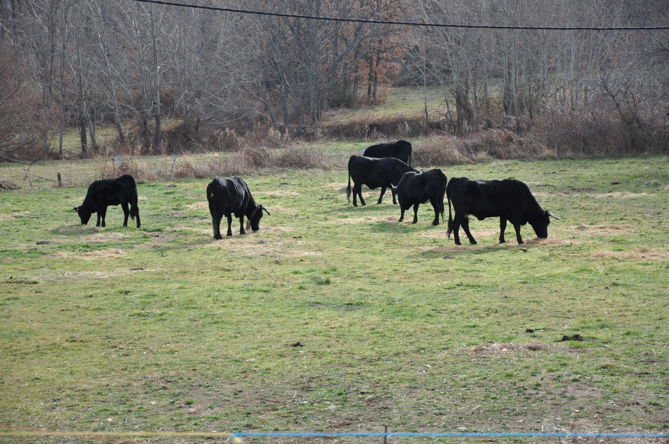 vacas avileñas